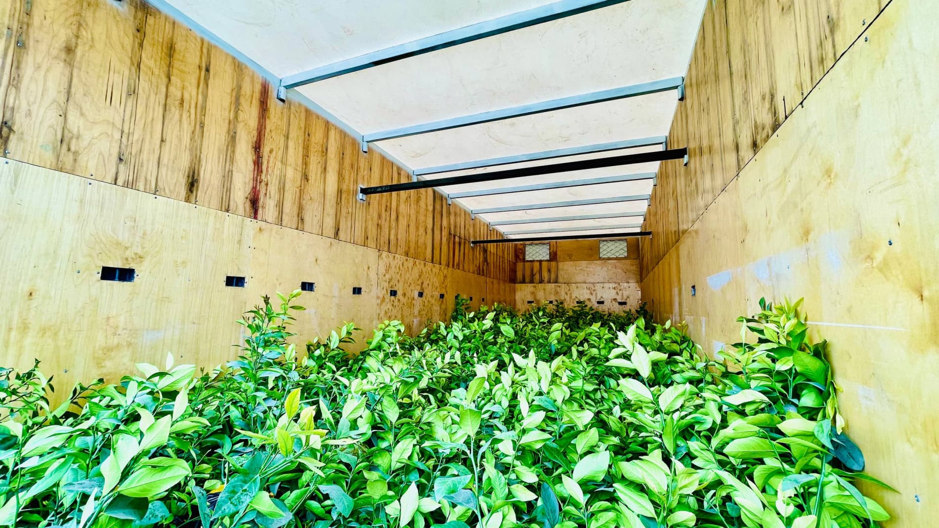 Bandixonda “yashil daromad” sari muhim qadam: aholiga limon ko‘chatlari tarqatilmoqda