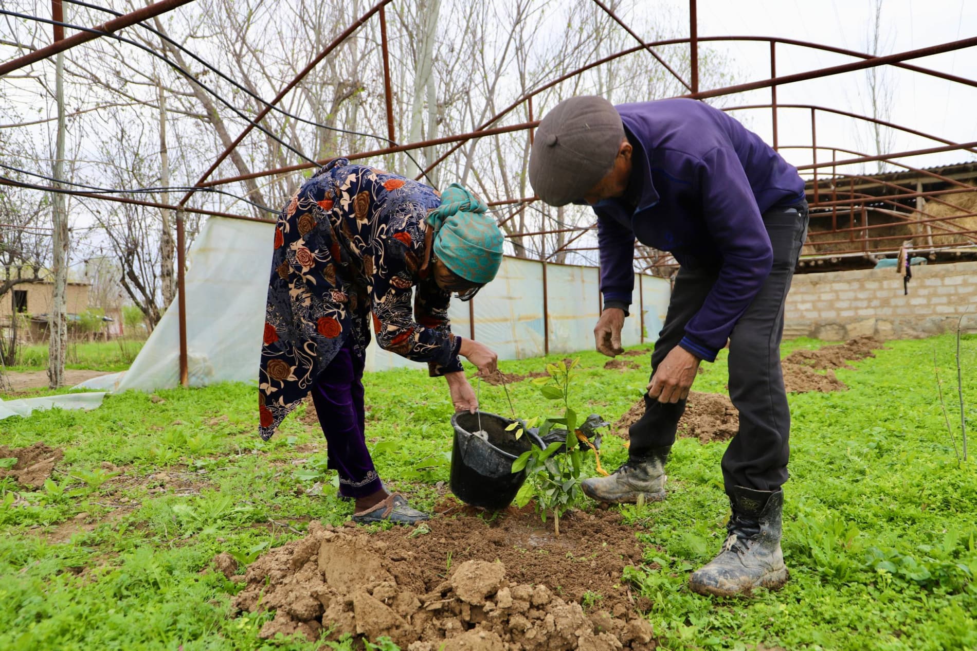 Bandixonda “yashil daromad” sari muhim qadam: aholiga limon ko‘chatlari tarqatilmoqda
