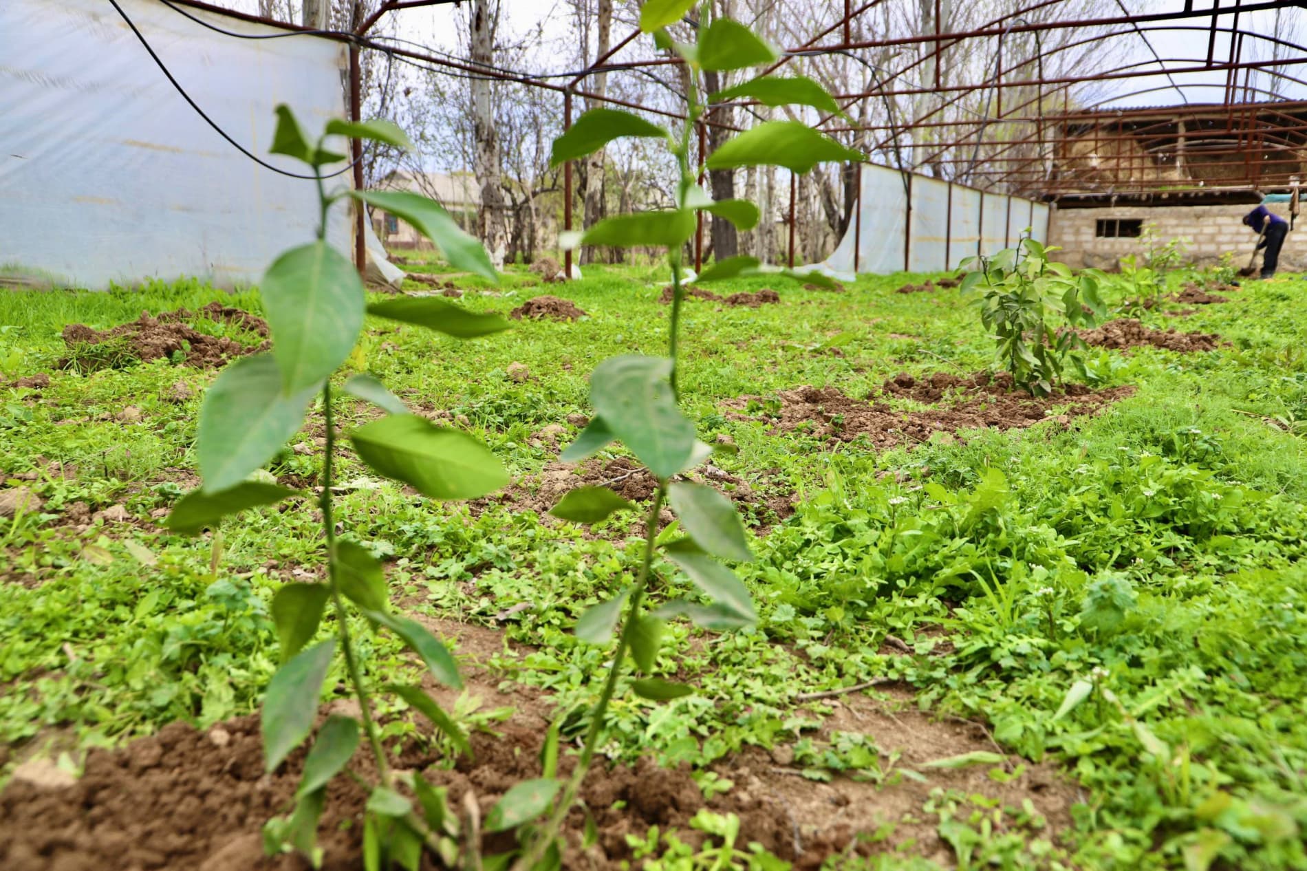 Bandixonda “yashil daromad” sari muhim qadam: aholiga limon ko‘chatlari tarqatilmoqda