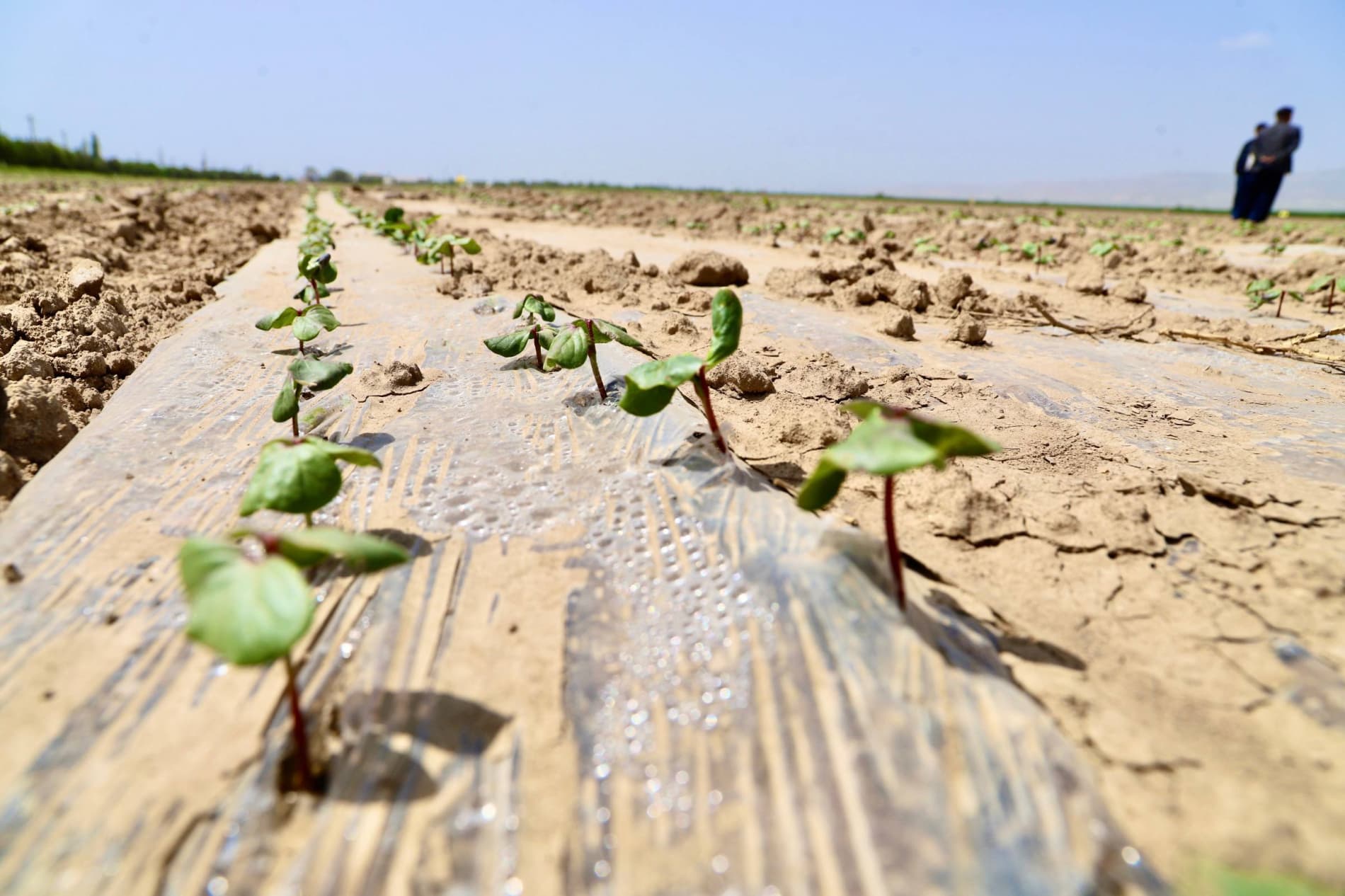 Bandixonda qishloq xo‘jaligi sohasida samaradorlikni oshirish, hosildorlikni ko‘paytirish hamda kelgusi mavsumga puxta tayyorgarlik ko‘rish borasidagi ishlar holati o'rganildi