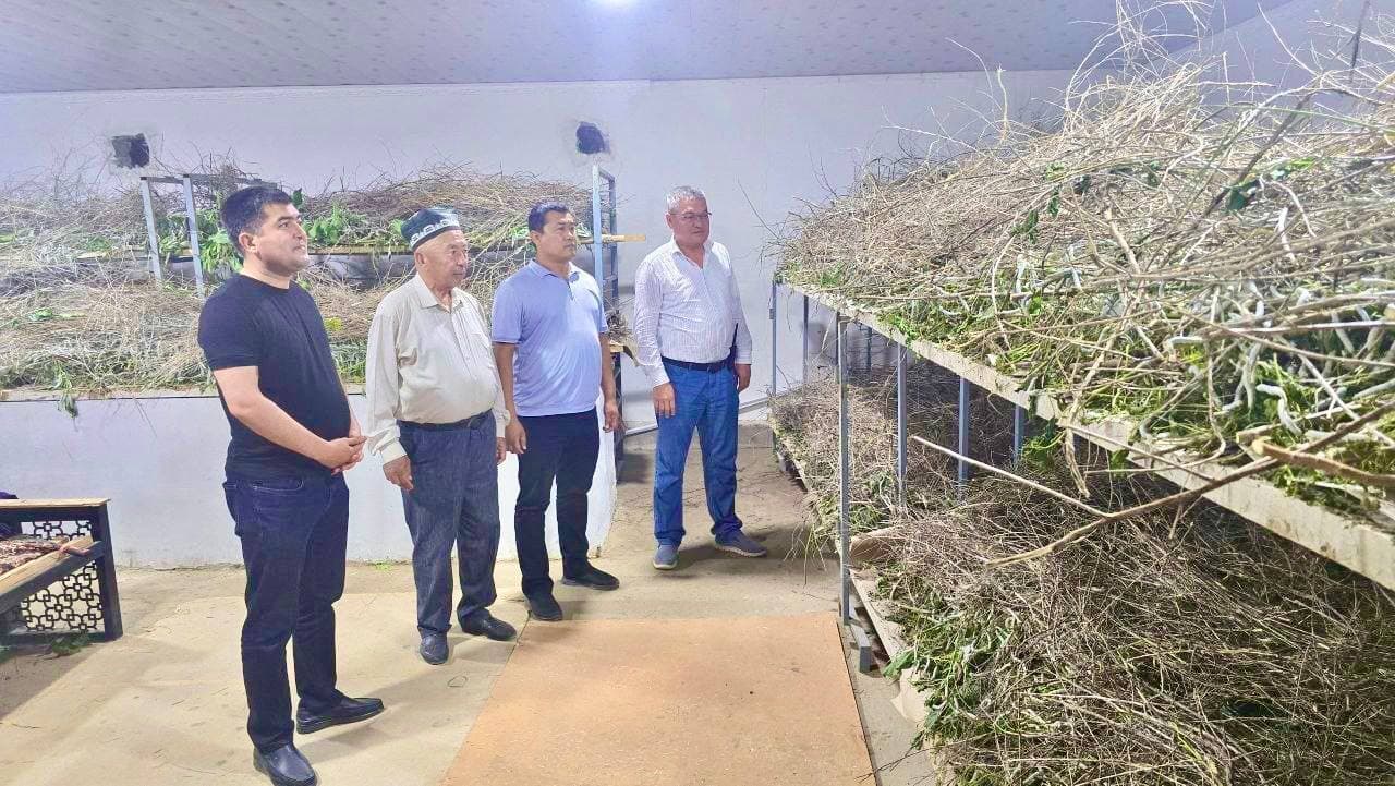 Bandixonda pilla mavsumi qizg‘in davom etmoqda!