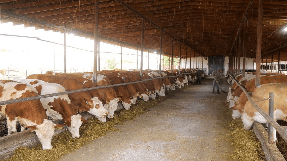 Joriy yil 18-apreldan – 18-maygacha “Chorvachilikda sanitariyaepidemiya-gigiyena” oyligini e’lon qilish va epizotik tadbirlarni amalga oshirish bo‘yicha Qishloq xo‘jaligi vazirligi va O‘zbekiston Fermerlar kengashining MUROJAATI