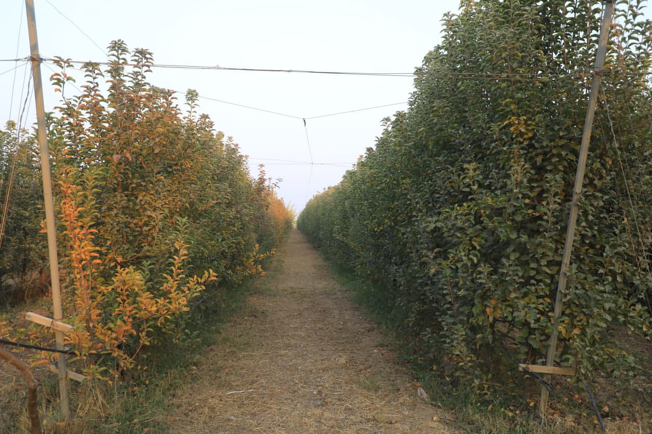 Hududlarga tashrif - G.Xidirov va Dashnobod hududlari