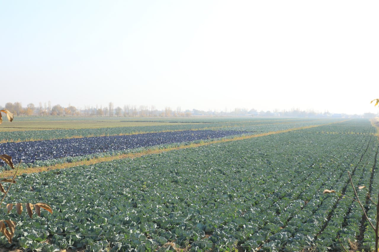 Hududlarga tashrif - G.Xidirov va Dashnobod hududlari