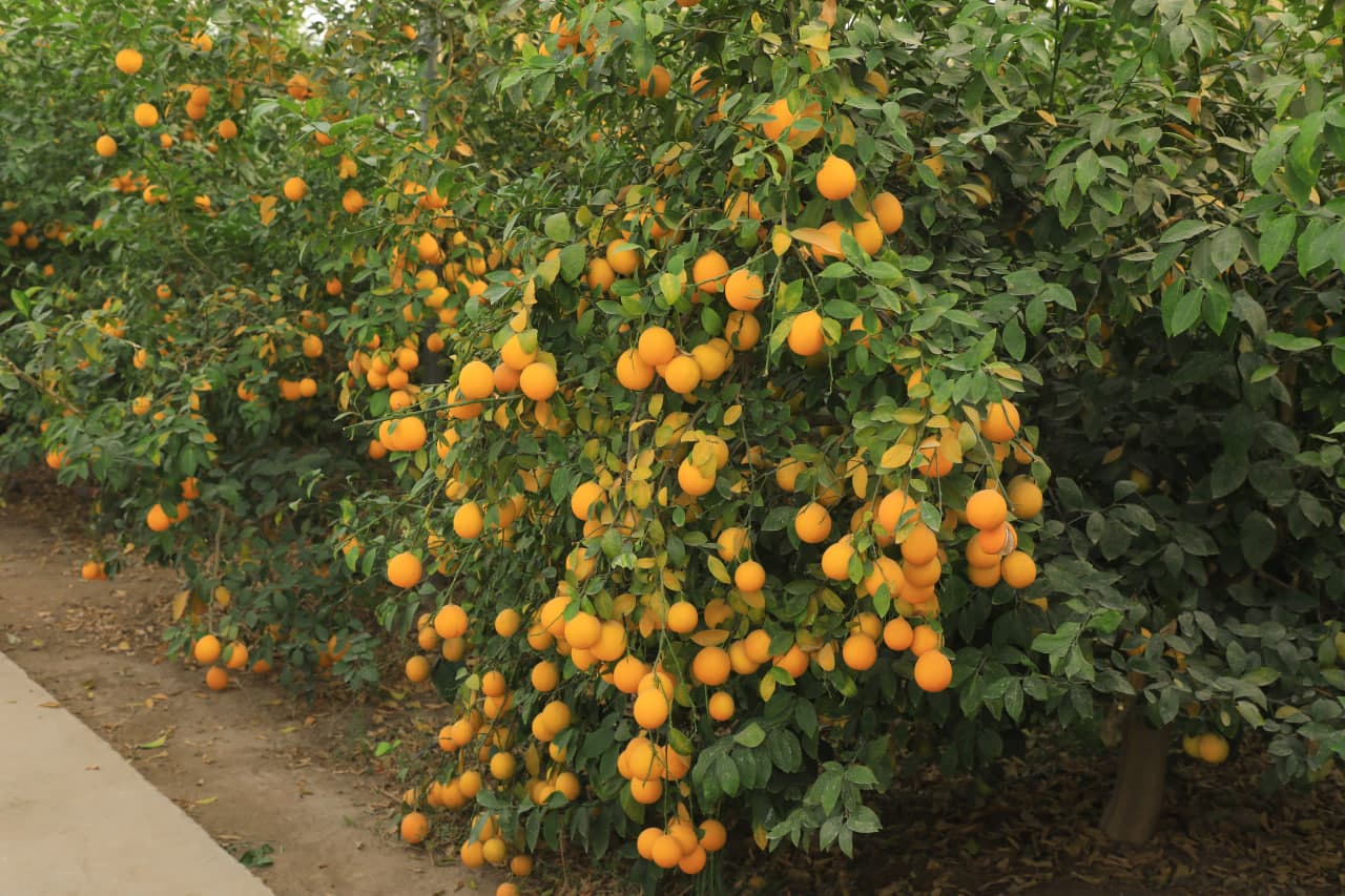 Hududlarga tashrif - G.Xidirov va Dashnobod hududlari