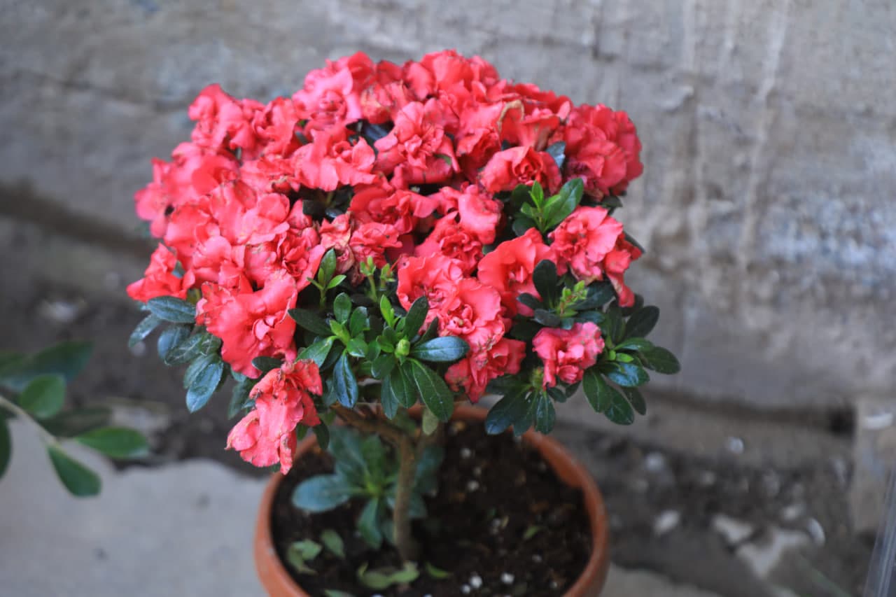 Сариосиё туманида хотин-қизлар тадбиркорлиги қўллаб-қувватланмоқда