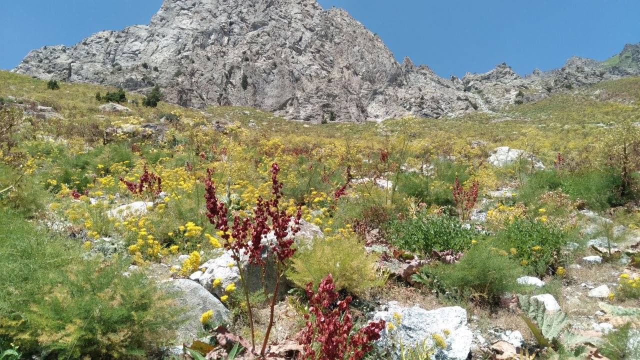 🏔 Sariosiyo tumani Yuqori To‘palang milliy tabiat bog‘i manzaralari.