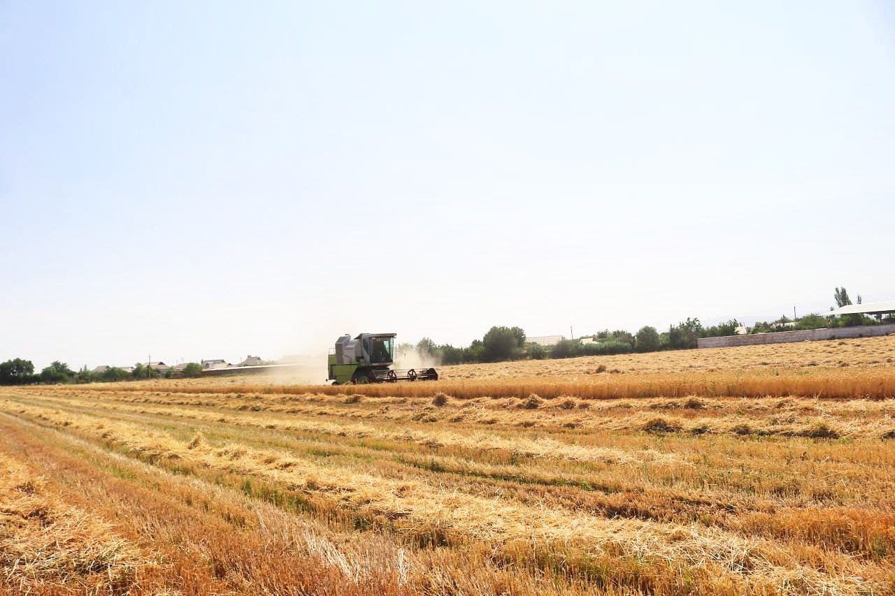 🌾 G‘alla 2025: Sherobodda o‘rim ishlari qizg‘in davom etmoqda!