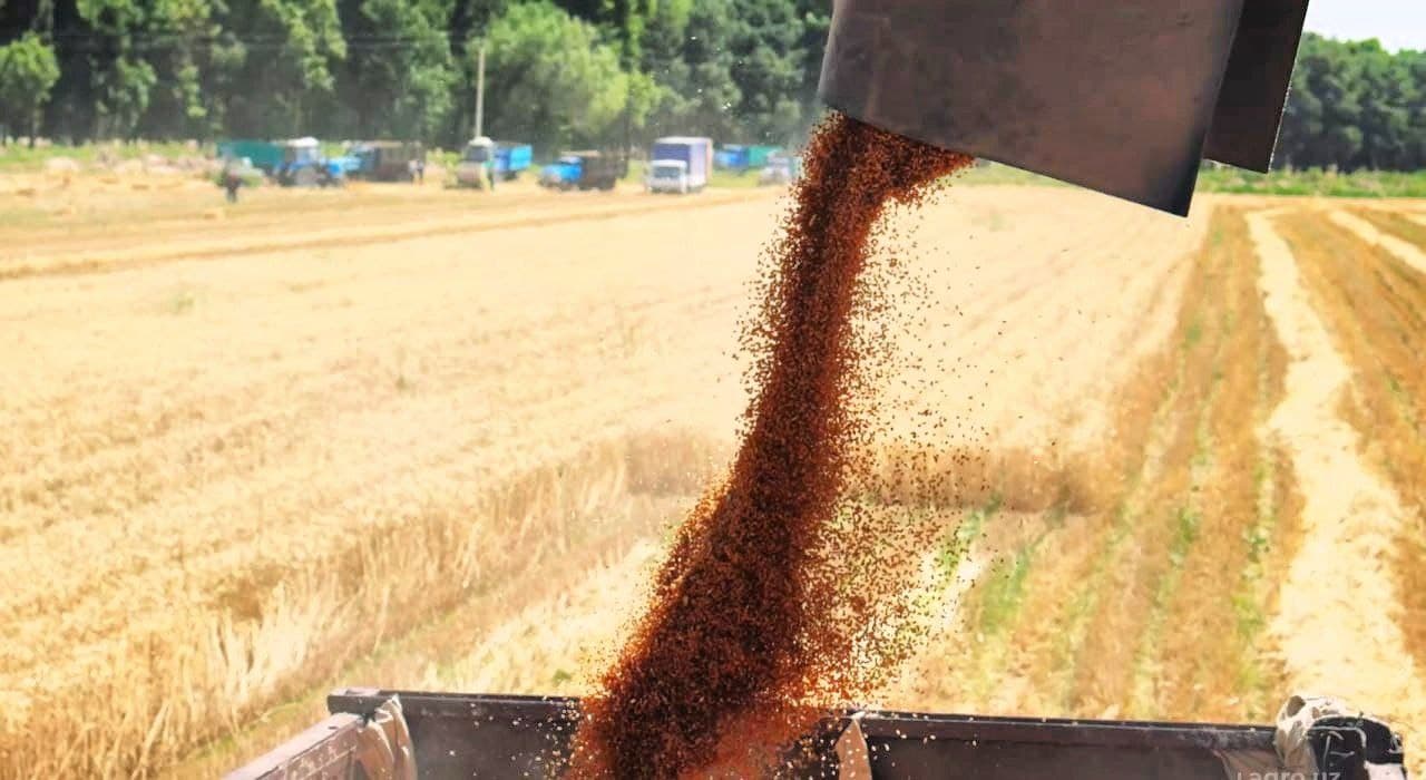 🌾 G‘alla 2025: Sherobodda o‘rim ishlari qizg‘in davom etmoqda!