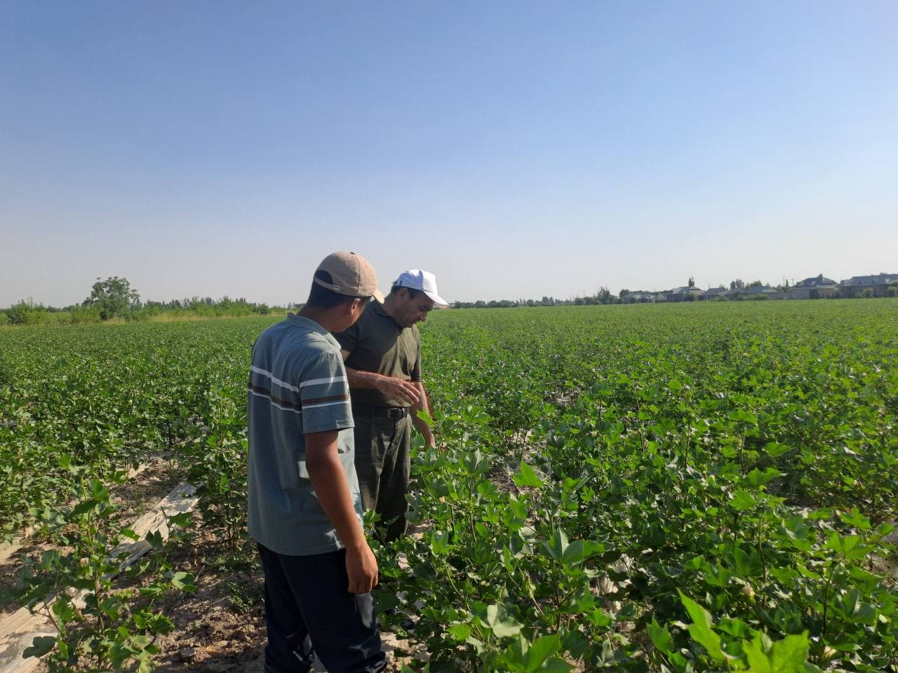 Uzun tumanida qishloq va suv xo‘jaligi sohasida mavsumiy agrotexnik tadbirlar belgilangan reja asosida olib borilmoqda.