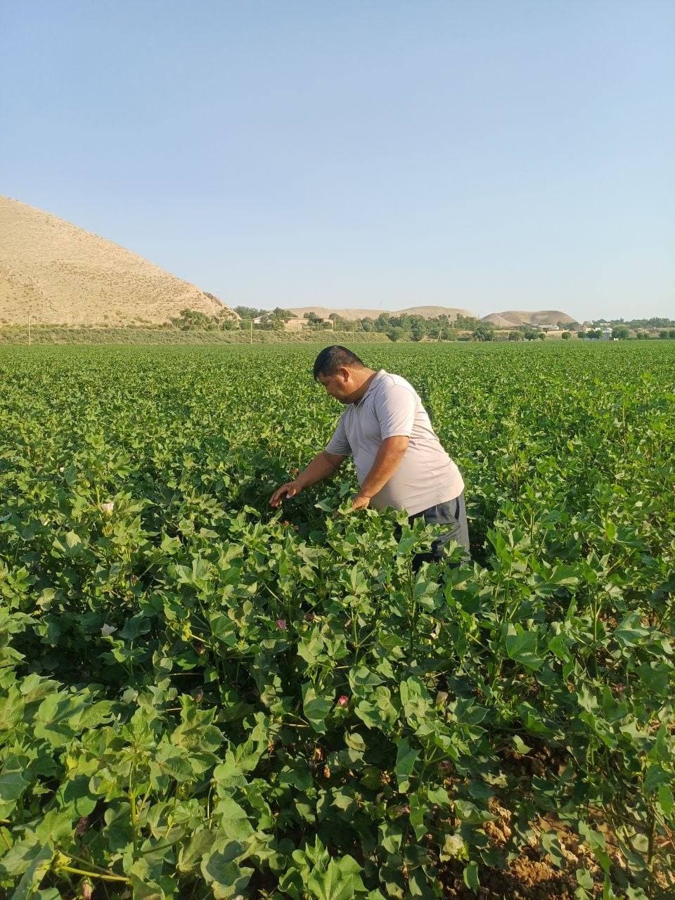 Uzun tumanida qishloq va suv xo‘jaligi sohasida mavsumiy agrotexnik tadbirlar belgilangan reja asosida olib borilmoqda.