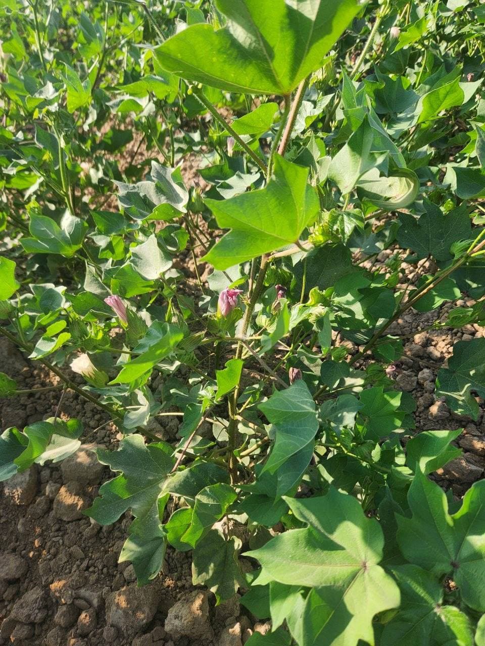 Uzun tumanida qishloq va suv xo‘jaligi sohasida mavsumiy agrotexnik tadbirlar belgilangan reja asosida olib borilmoqda.