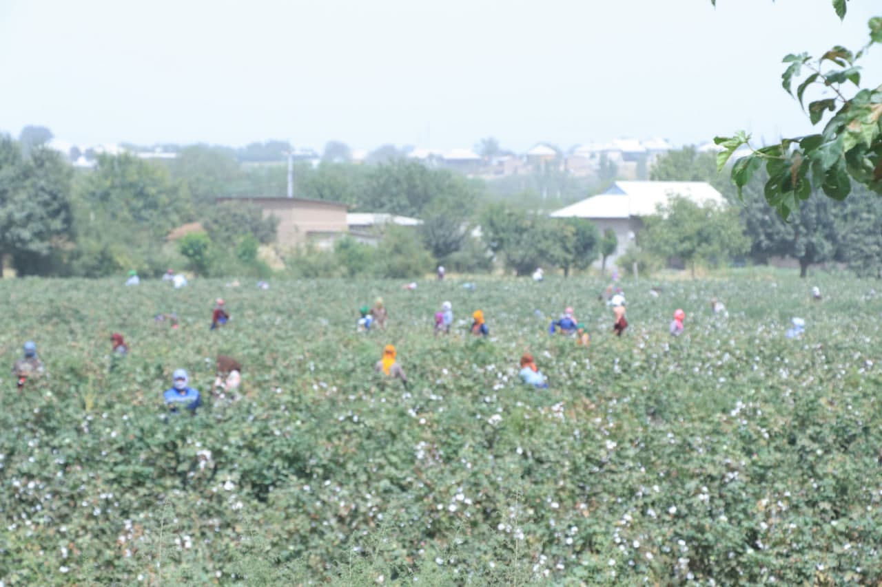 Пахта терими авжида