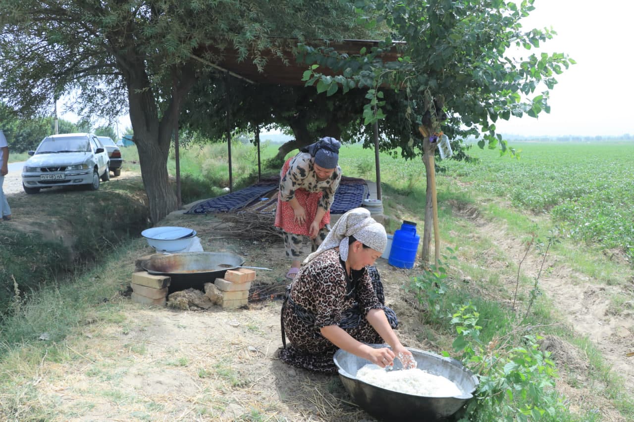 Пахта терими авжида