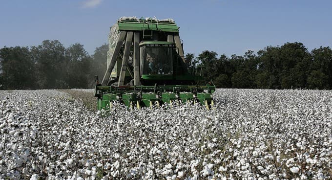 ХУШХАБАР. Пахта-2025: Шўрчи туманида пахта режаси ортиғи билан бажарилди