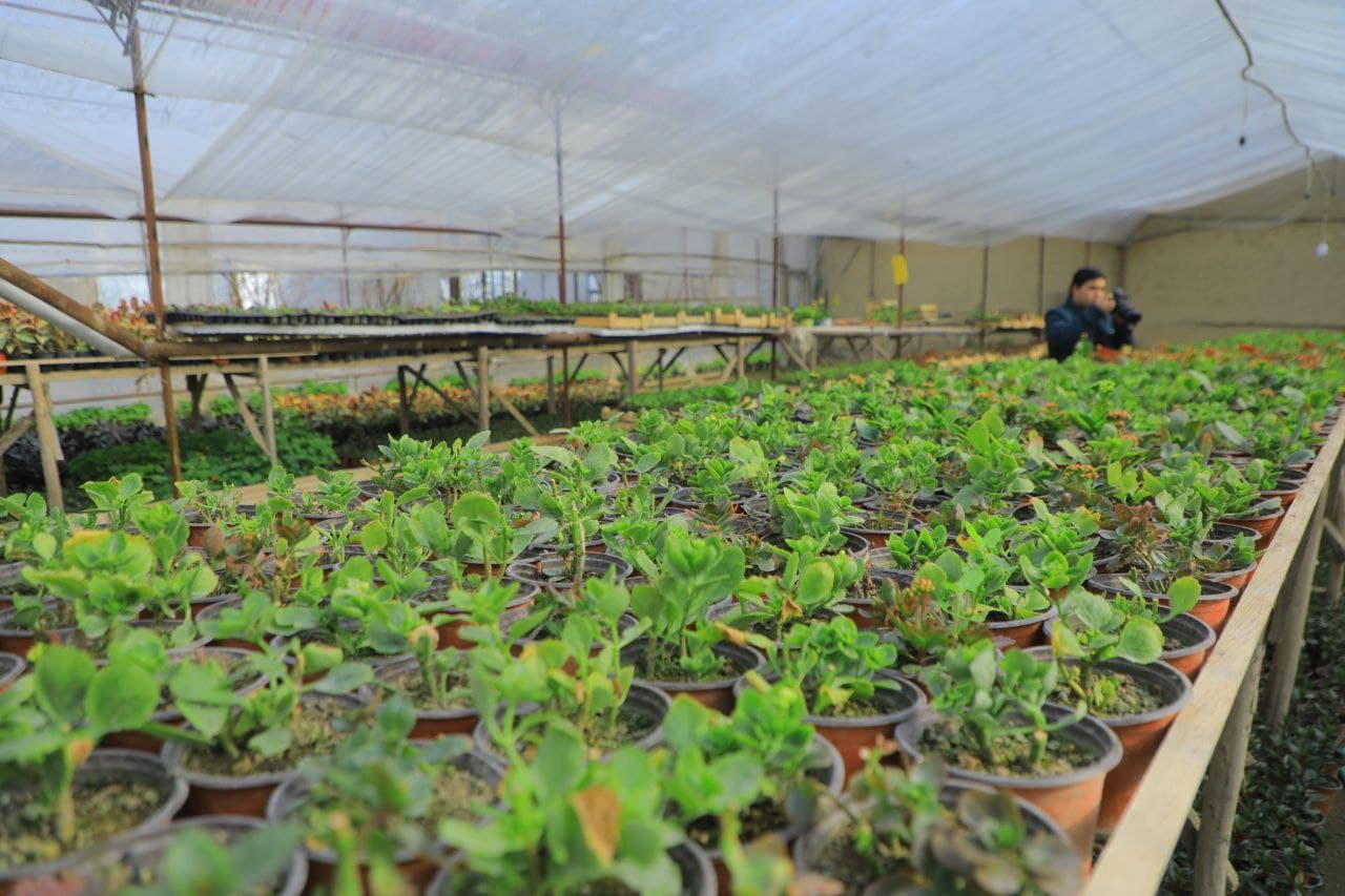 Yangi Namangan tumani gul yetishtirishda katta tajribaga ega