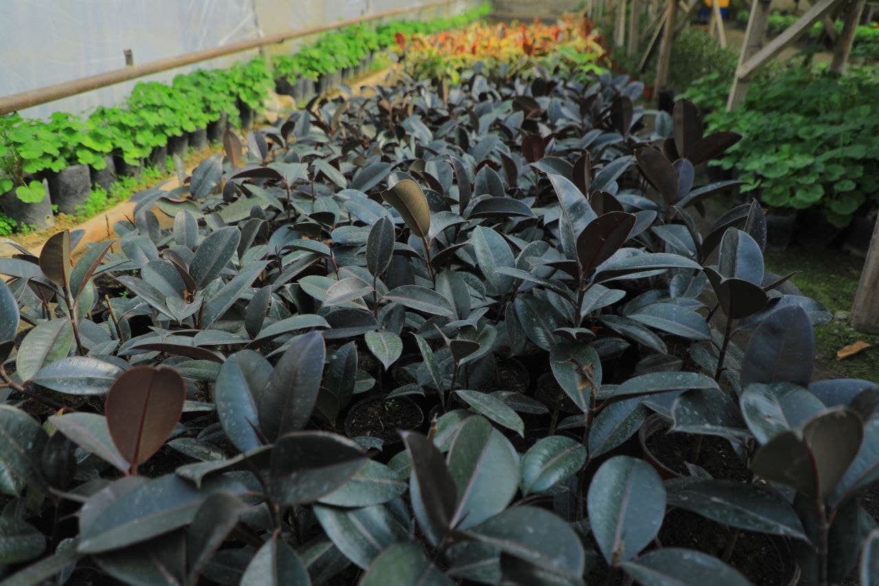 Yangi Namangan tumani gul yetishtirishda katta tajribaga ega