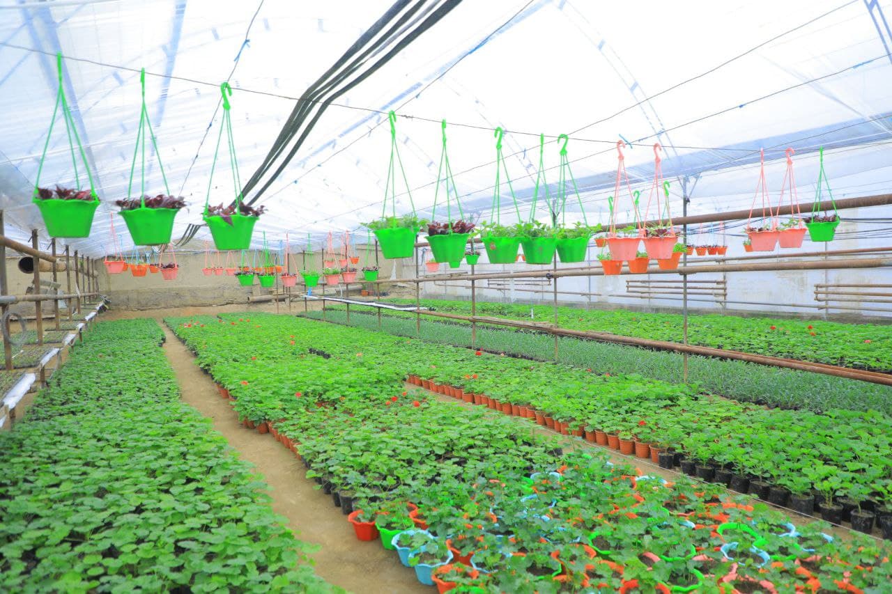 Hovlidagi gullar bog‘i 90 millionlik daromad olib kelmoqda