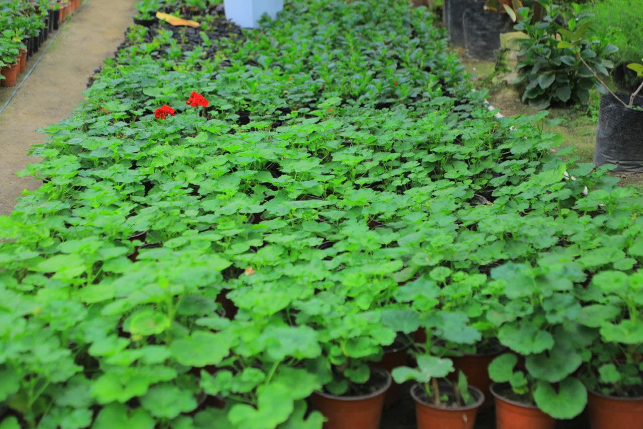 Hovlidagi gullar bog‘i 90 millionlik daromad olib kelmoqda