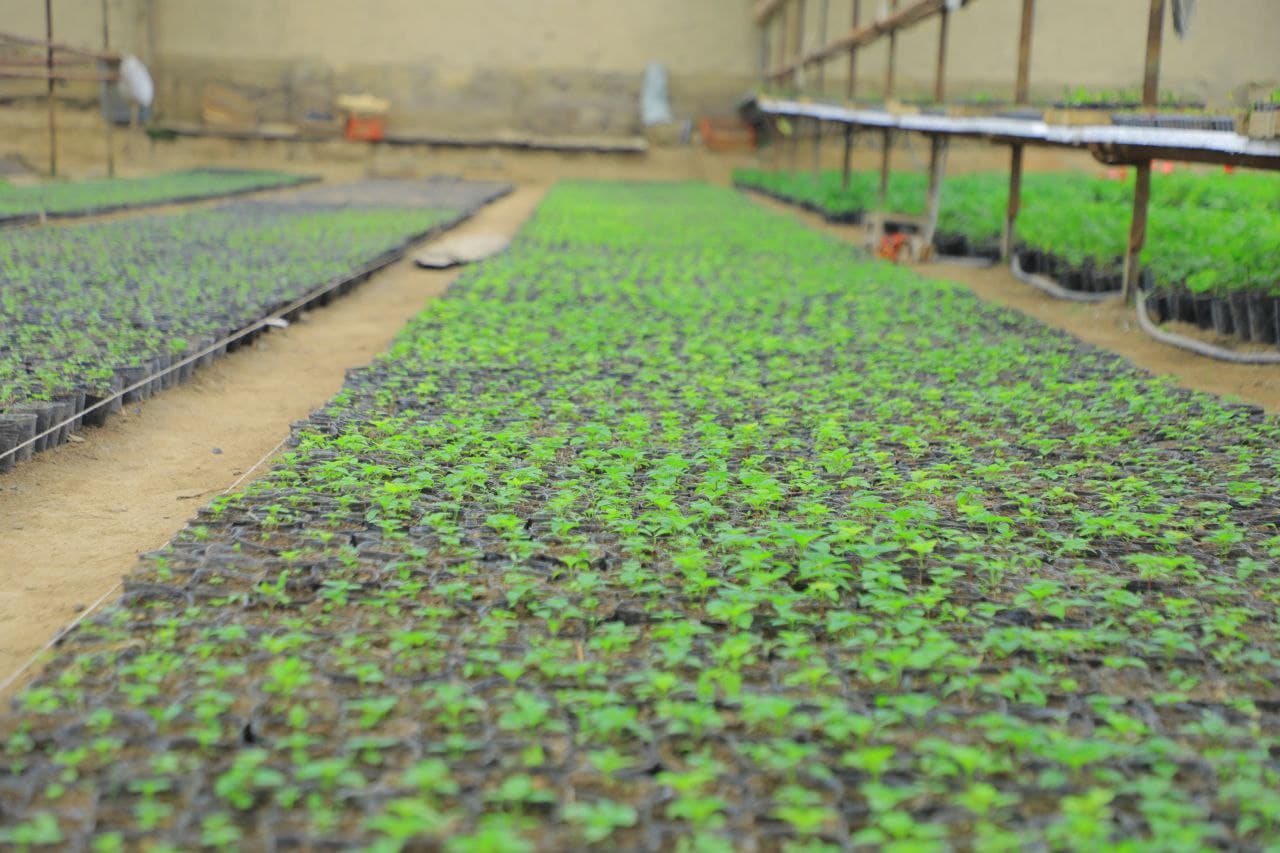 Hovlidagi gullar bog‘i 90 millionlik daromad olib kelmoqda