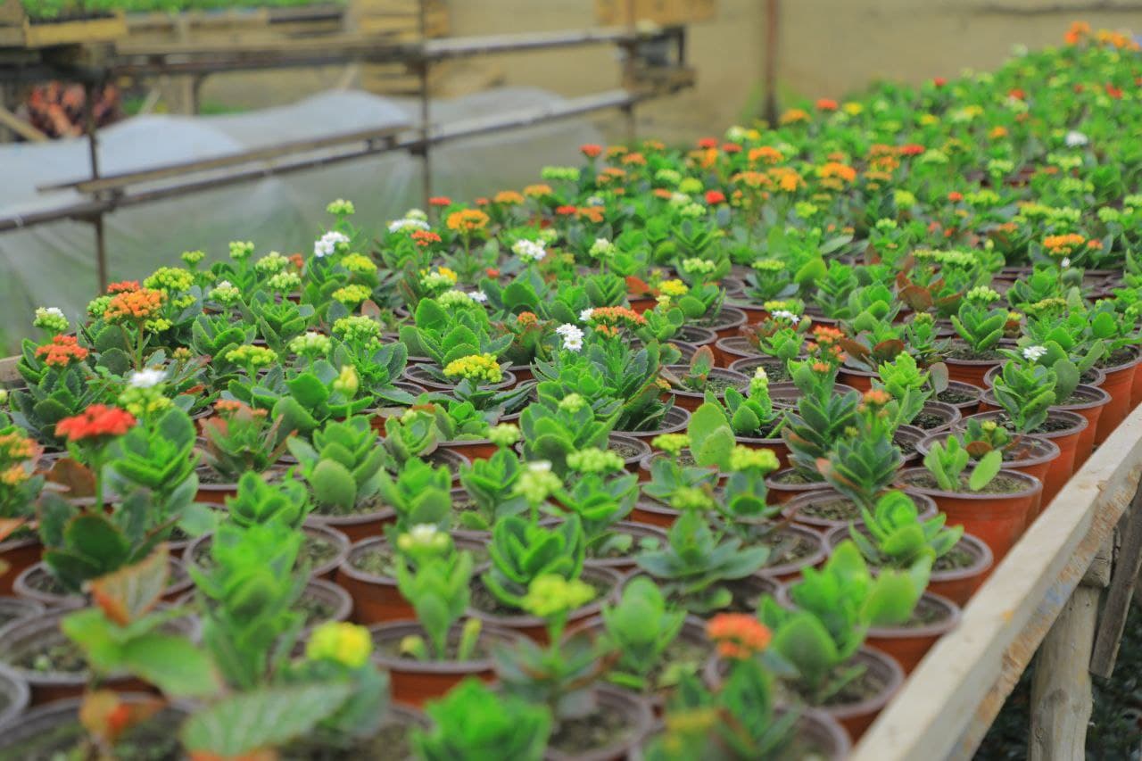 Hovlidagi gullar bog‘i 90 millionlik daromad olib kelmoqda