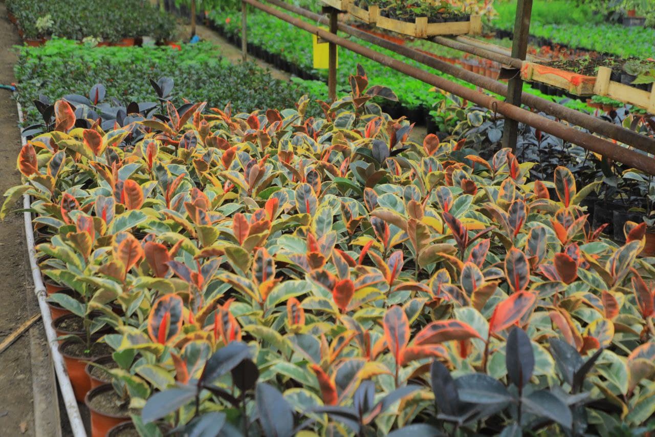 Hovlidagi gullar bog‘i 90 millionlik daromad olib kelmoqda