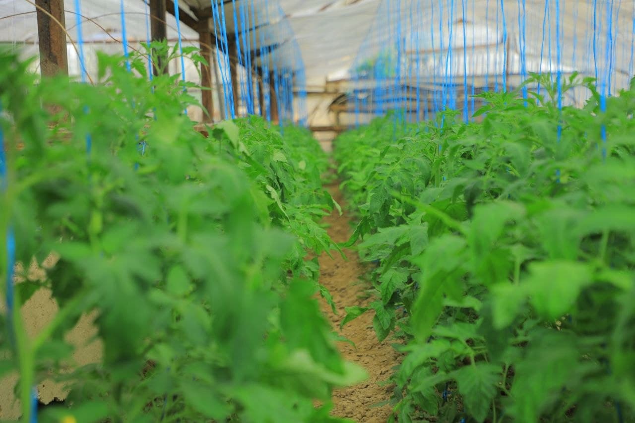 Bir issiqxonada uch xil daromad imkoniyati