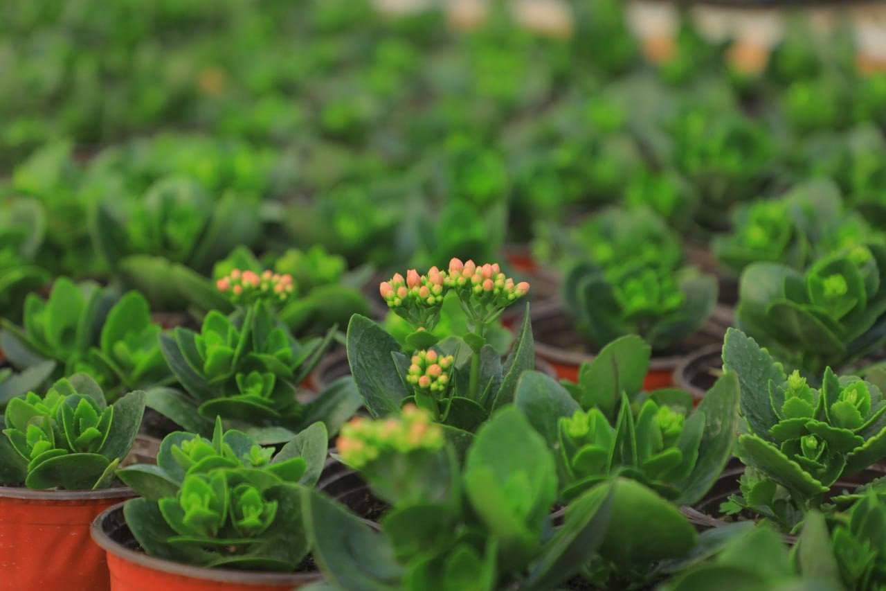 Guldan pul qilayotgan ishbilarmonlar