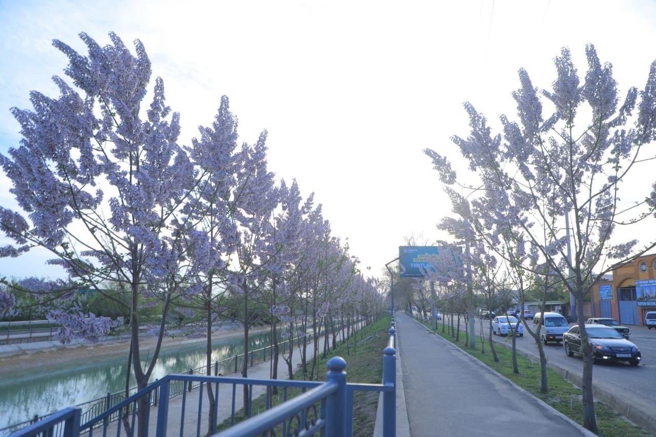 Kanal qirg‘oqlari va yashil hududlardagi tartib nazorat qilindi