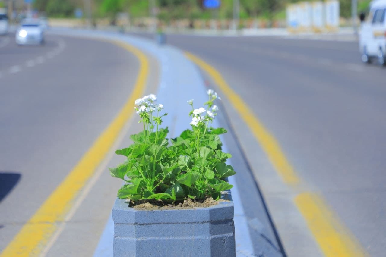 Namanganning tashrif qog‘ozi — gullar bayramiga qizg‘in hozirlik boshlandi