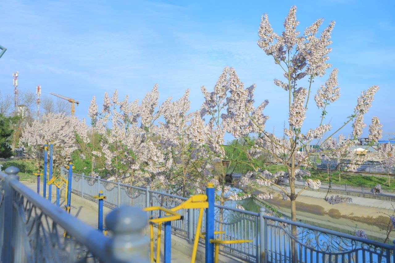 Kanal qirg‘oqlari va yashil hududlardagi tartib nazorat qilindi