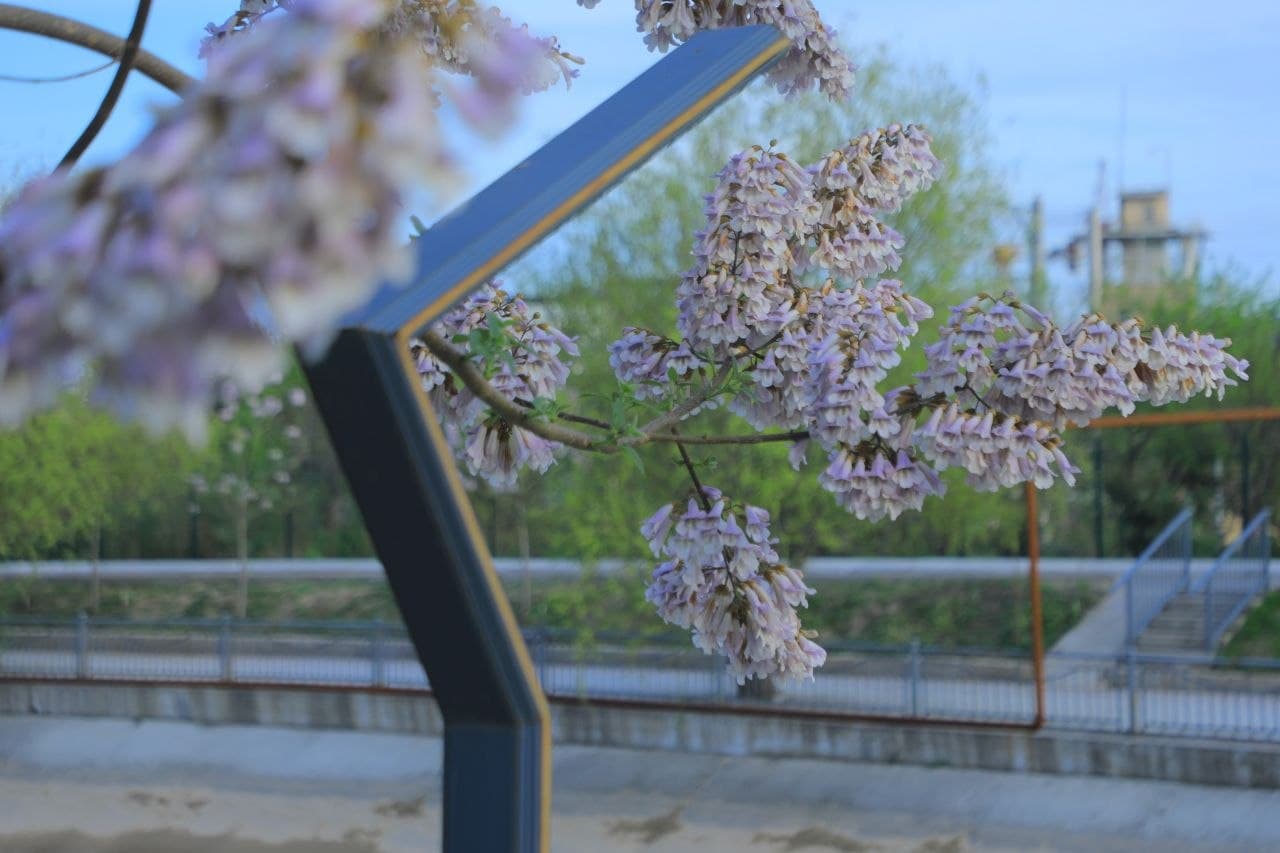 Kanal qirg‘oqlari va yashil hududlardagi tartib nazorat qilindi