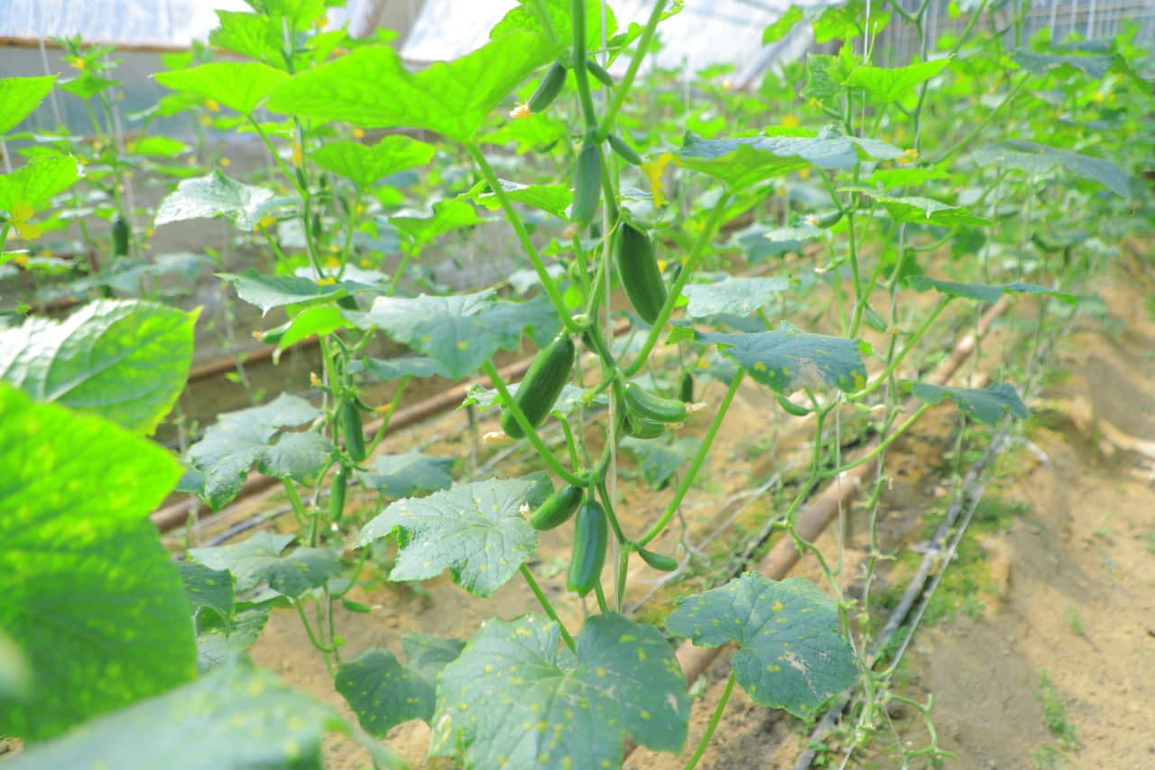 Kichik maydonda tashkil etilgan issiqxona yuqori daromad keltirmoqda