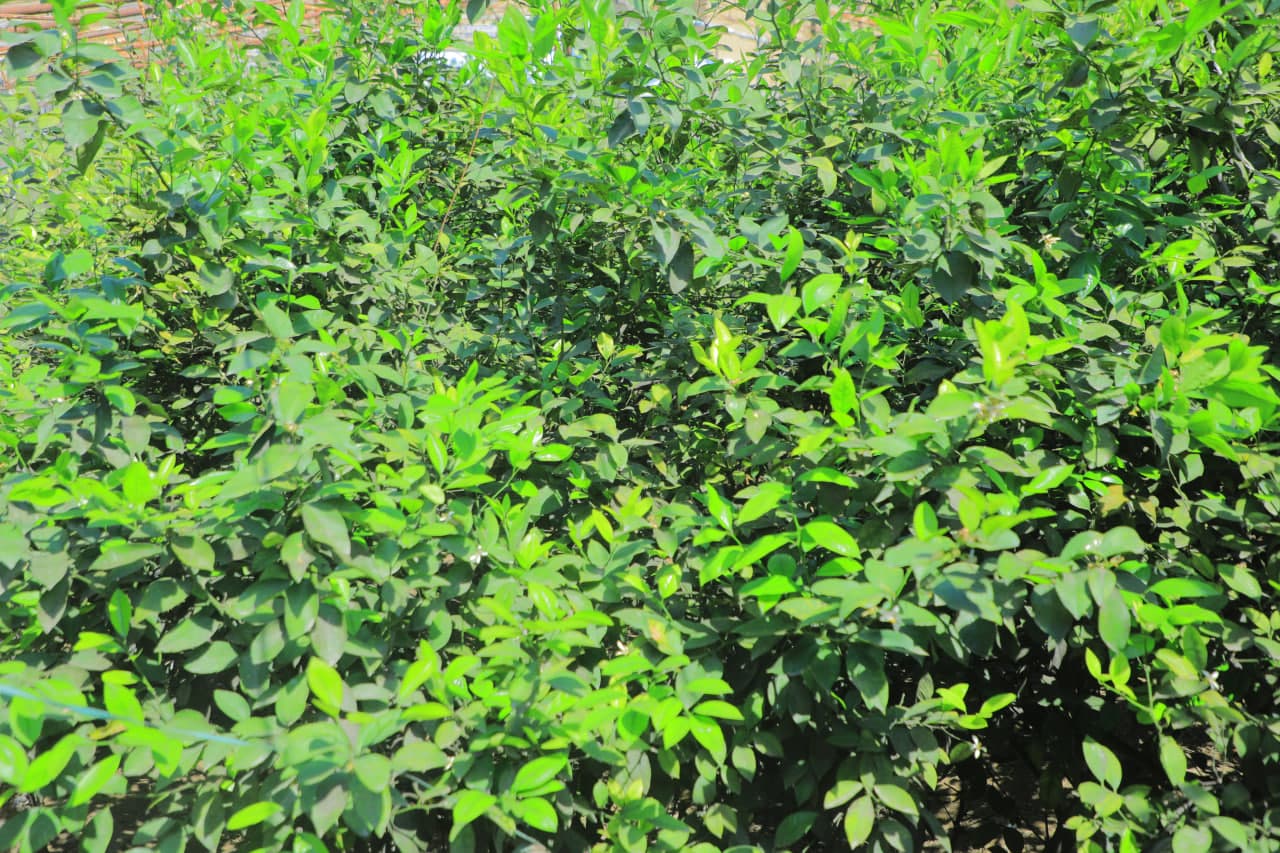 Tomorqachilikda yangi yondashuv: xonadon tomida ham ekin yetishtirish yo‘lga qo‘yildi