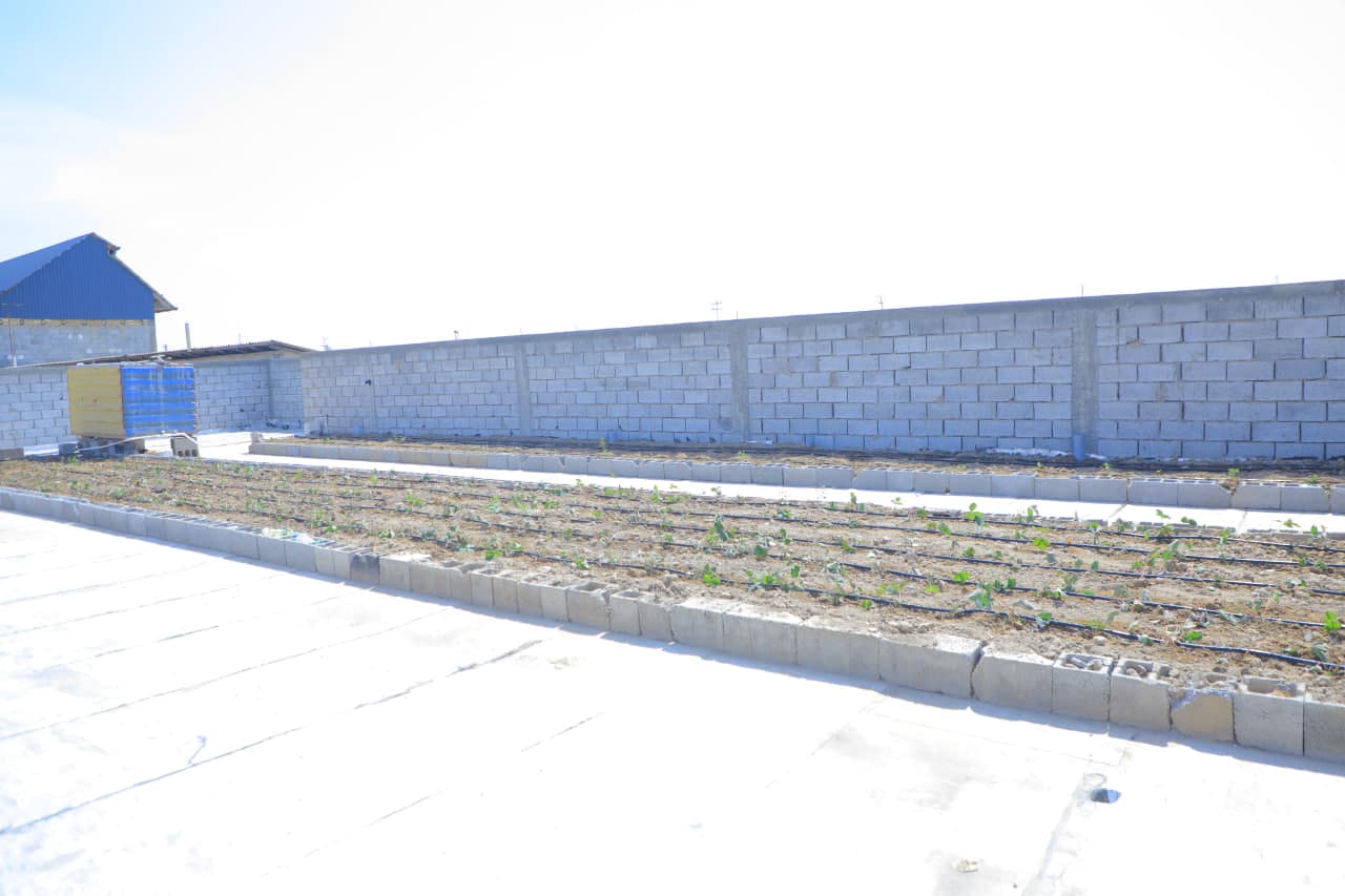 Tomorqachilikda yangi yondashuv: xonadon tomida ham ekin yetishtirish yo‘lga qo‘yildi