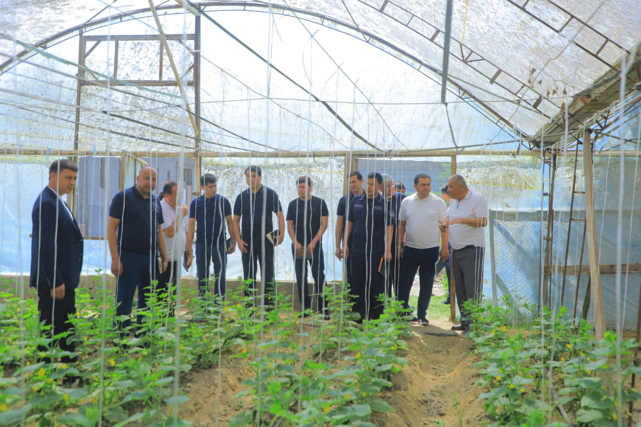 Kichik maydonda tashkil etilgan issiqxona yuqori daromad keltirmoqda