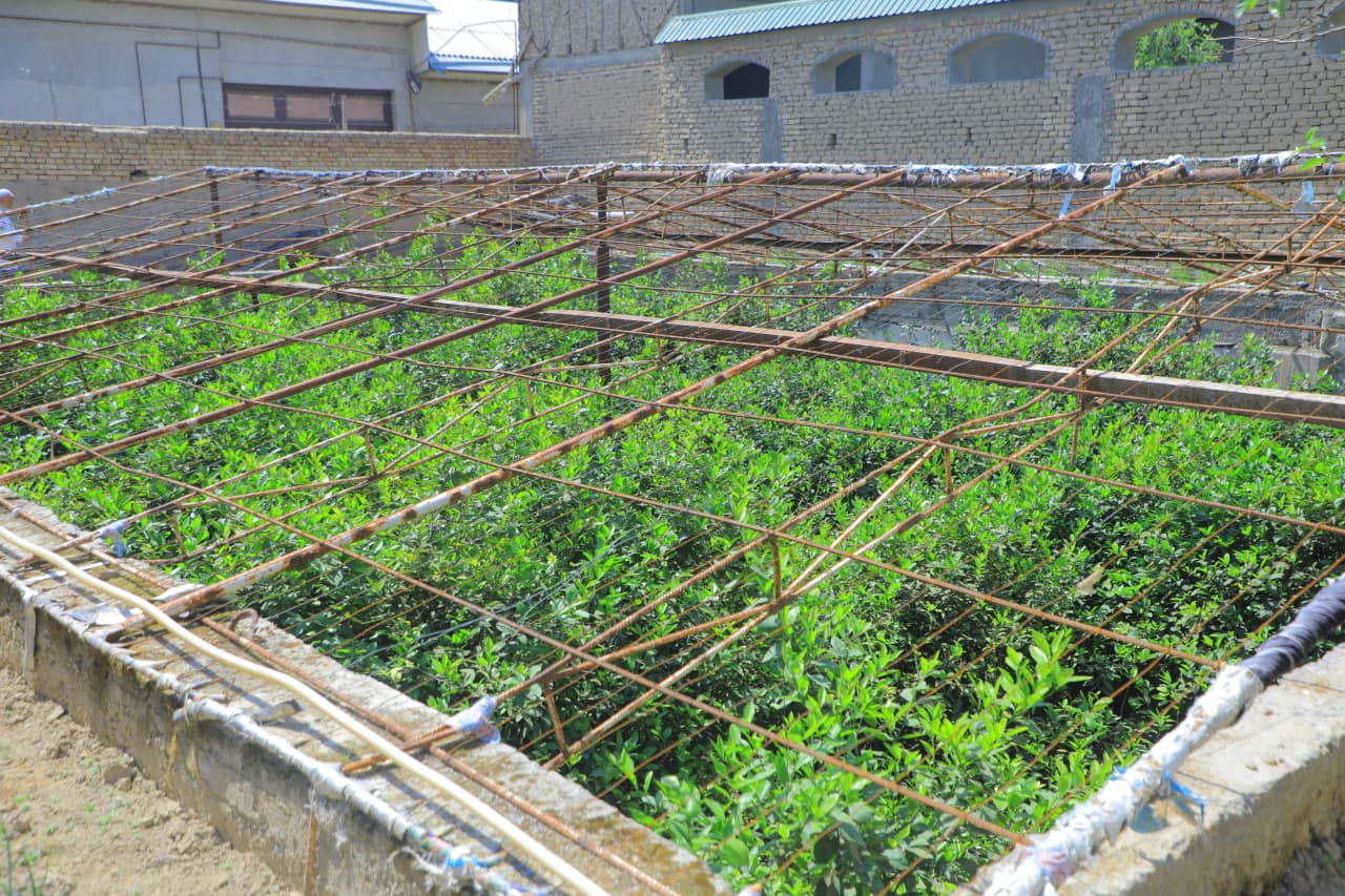 Tomorqachilikda yangi yondashuv: xonadon tomida ham ekin yetishtirish yo‘lga qo‘yildi