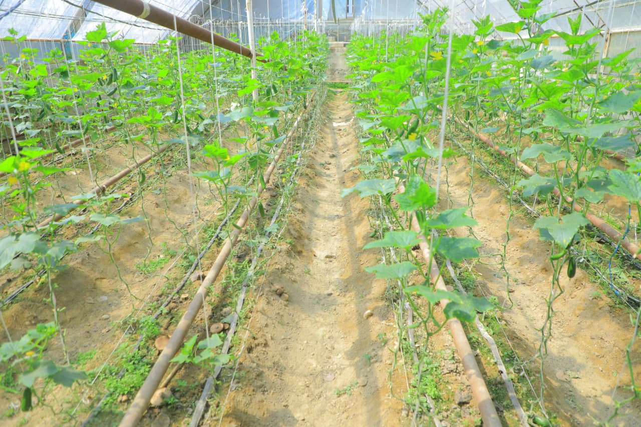 Kichik maydonda tashkil etilgan issiqxona yuqori daromad keltirmoqda