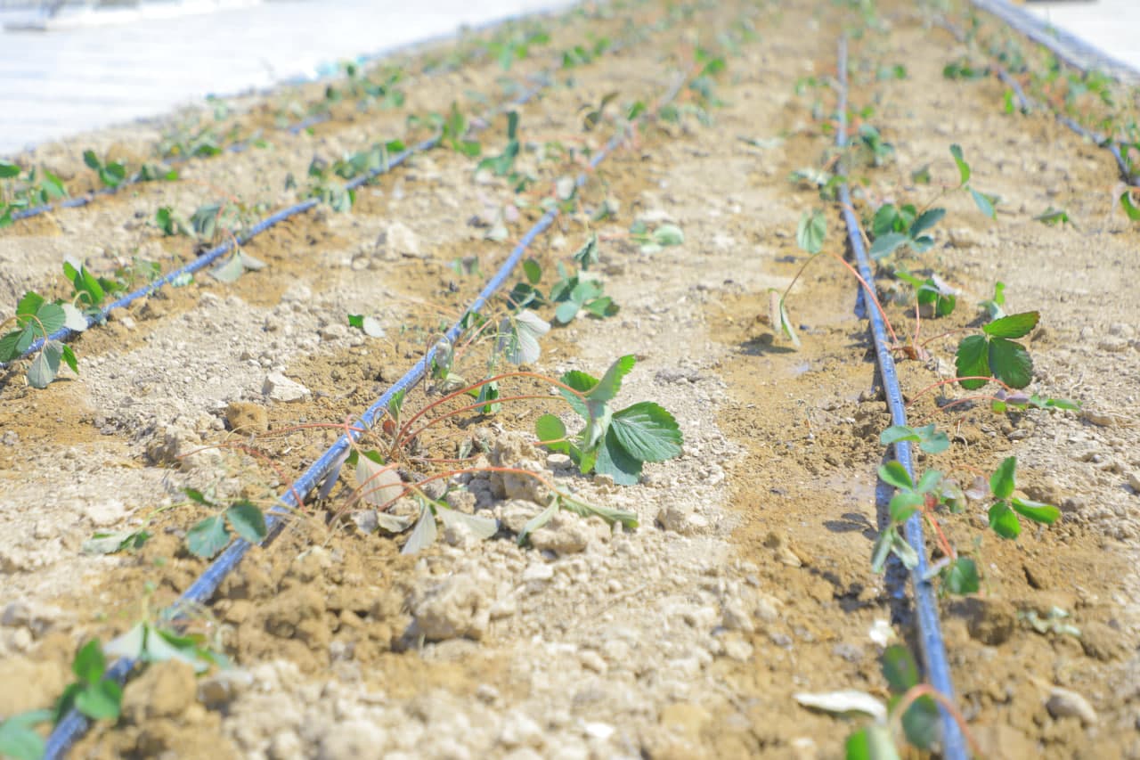 Tomorqachilikda yangi yondashuv: xonadon tomida ham ekin yetishtirish yo‘lga qo‘yildi