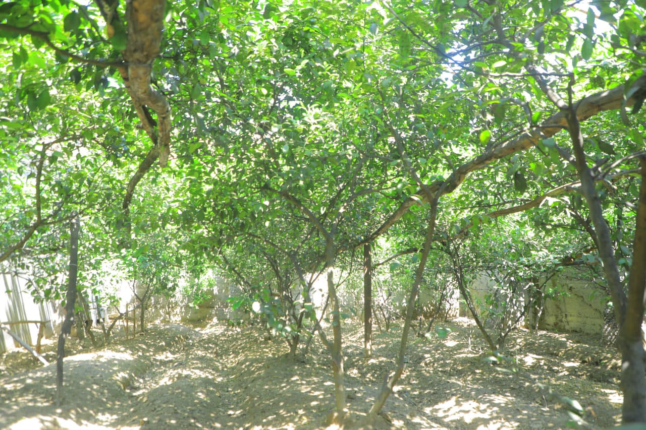 Tomorqachilikda yangi yondashuv: xonadon tomida ham ekin yetishtirish yo‘lga qo‘yildi