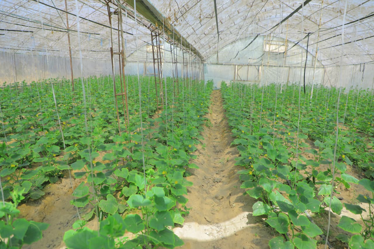 Kichik maydonda tashkil etilgan issiqxona yuqori daromad keltirmoqda