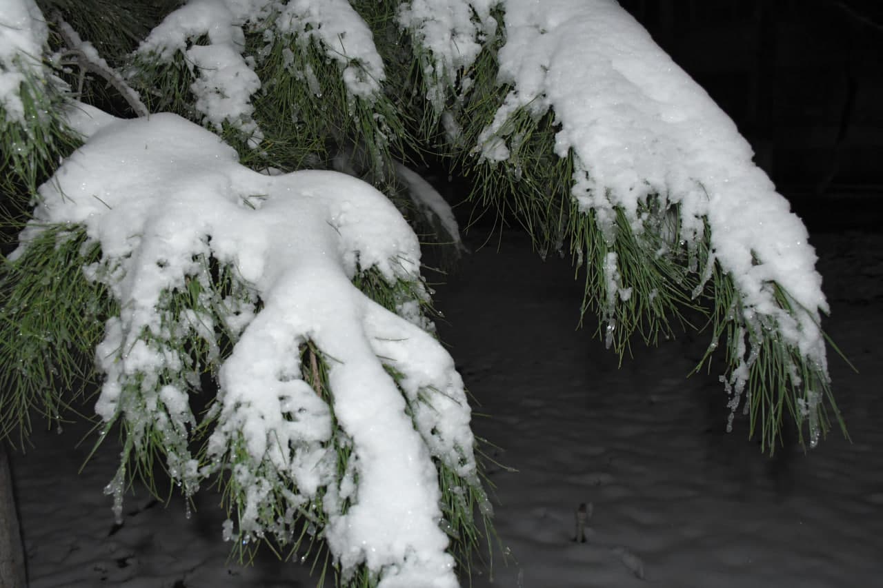 Qor va yashil archa uyg‘unligi