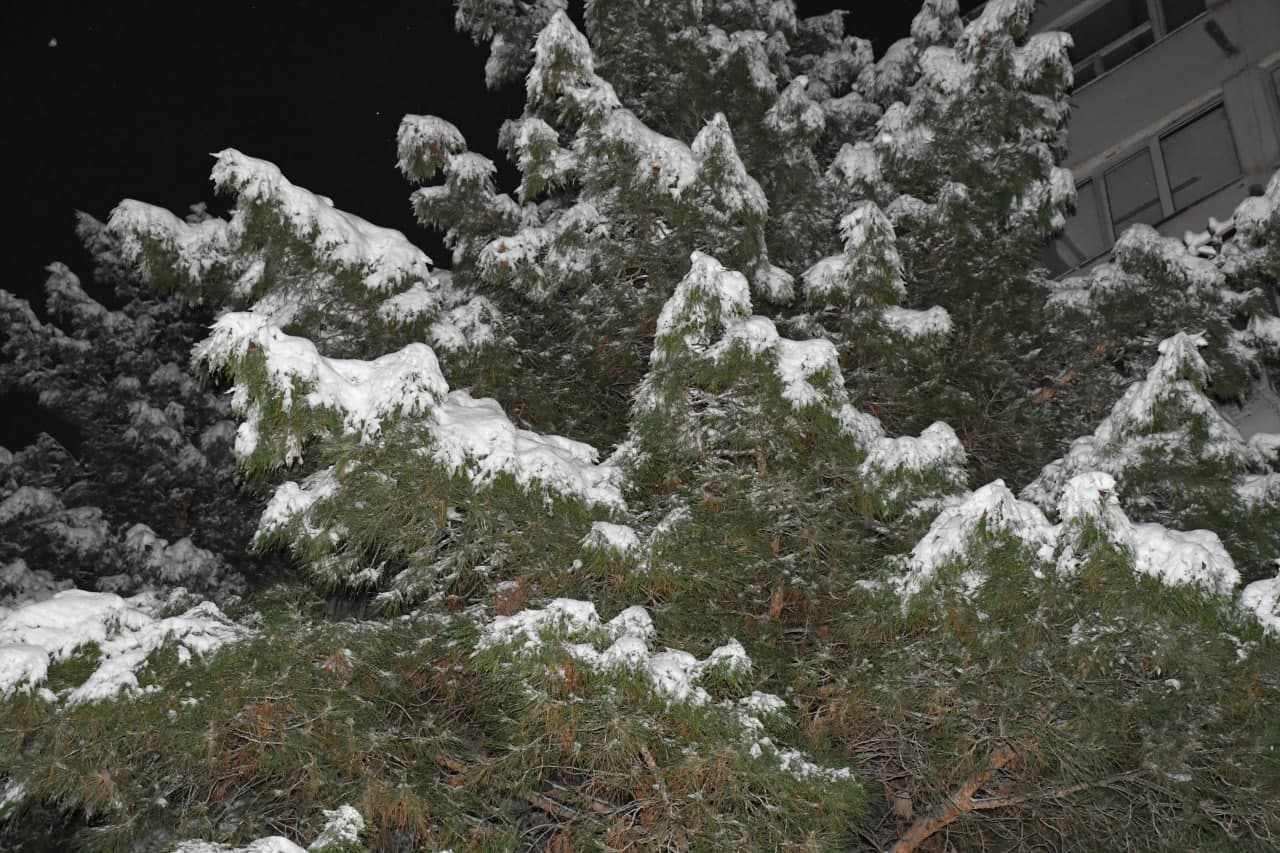 Qor va yashil archa uyg‘unligi