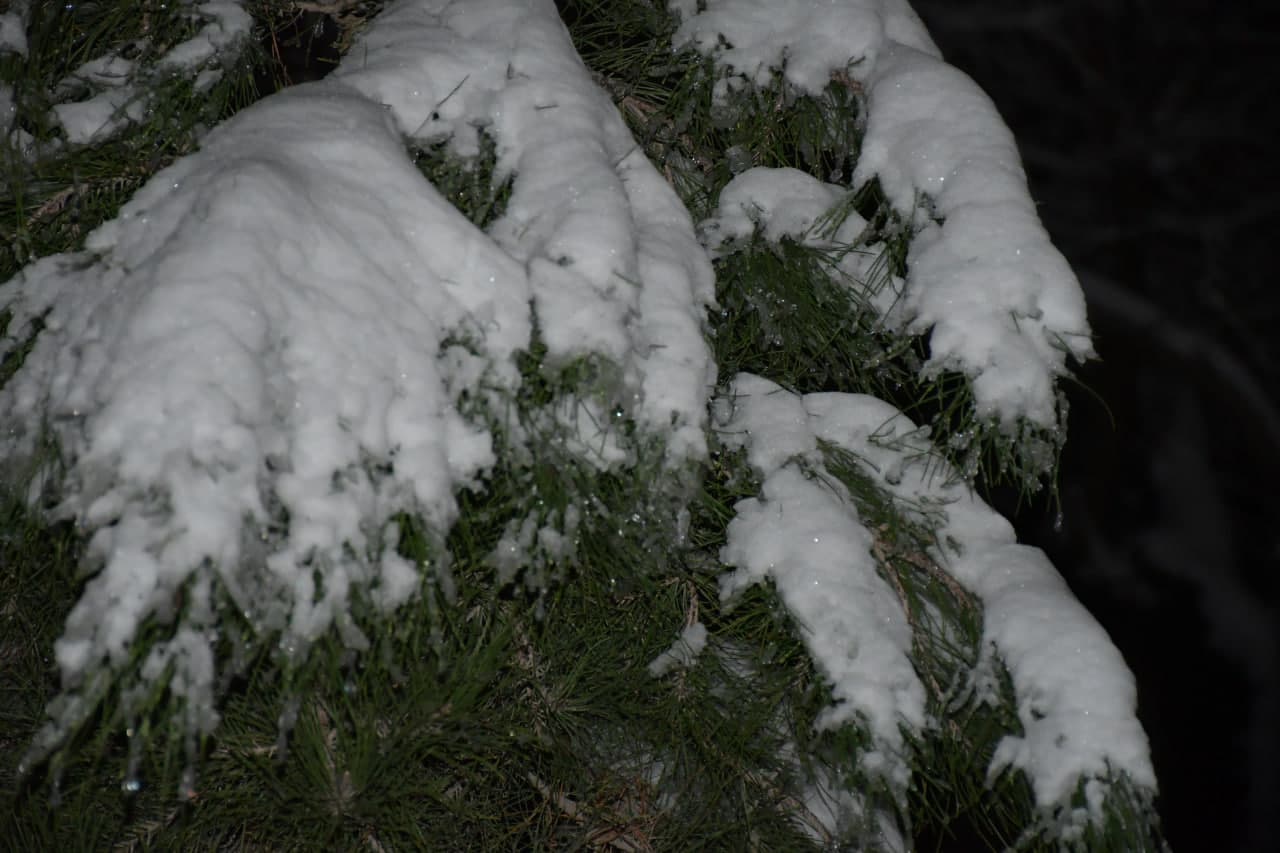 Qor va yashil archa uyg‘unligi