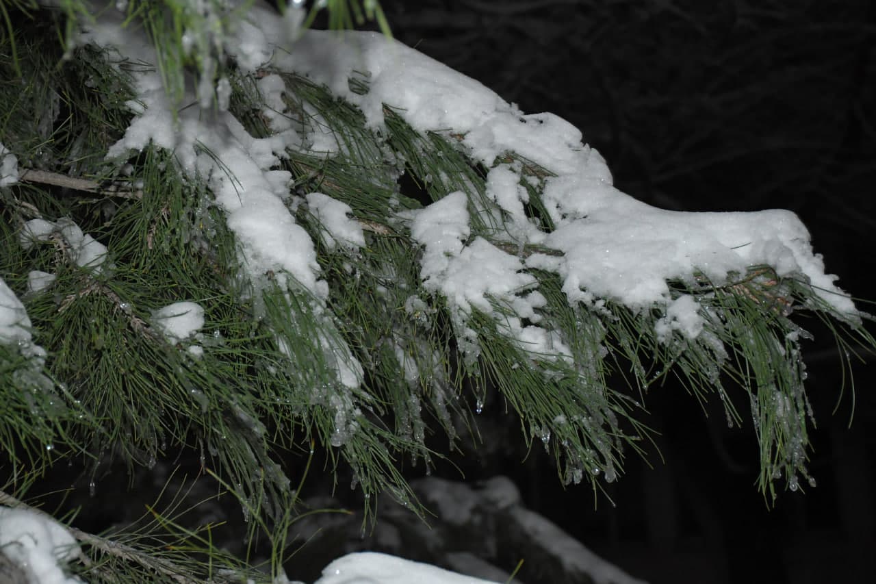 Qor va yashil archa uyg‘unligi