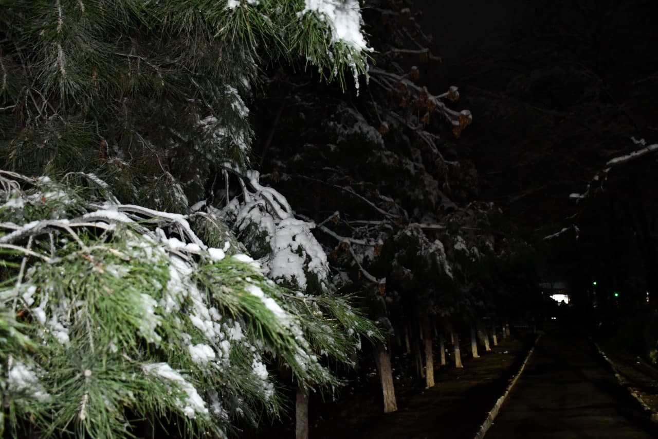 Qor va yashil archa uyg‘unligi