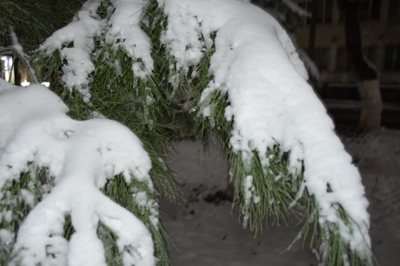 Qor va yashil archa uyg‘unligi