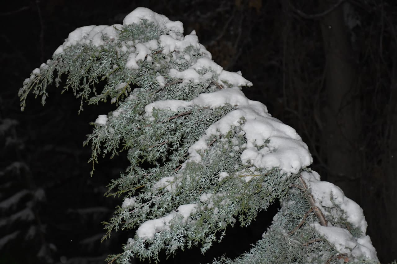 Qor va yashil archa uyg‘unligi