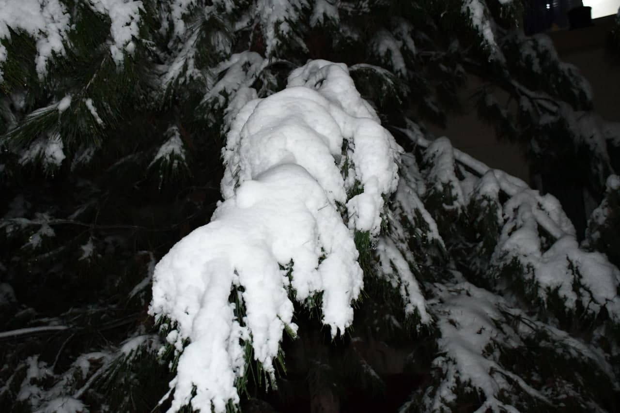 Qor va yashil archa uyg‘unligi