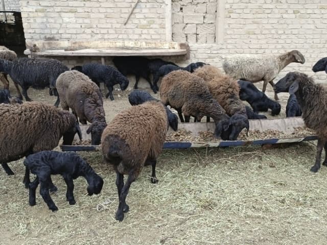 ЧОРВАЧИЛИКДА САНИТАРИЯ-ГИГИЕНА ОЙЛИГИ ЭЪЛОН ҚИЛИНДИ